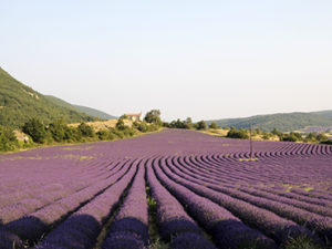View of lavender fields during our painting holidays in Provence France